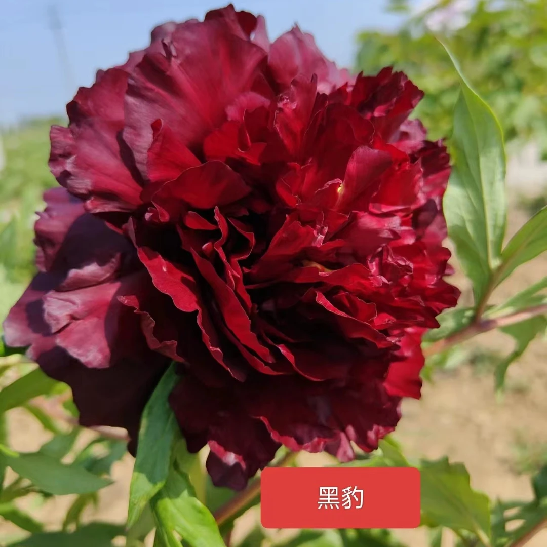 牡丹进口品种【黑豹三枝条】基地发货花园重瓣花卉绿植庭院阳台种植