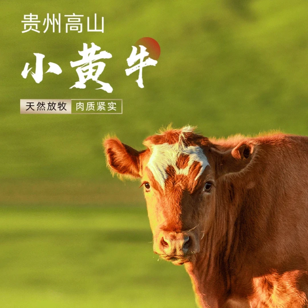 【直播现称链接】贵州农村散养小黄牛 顺丰包邮
