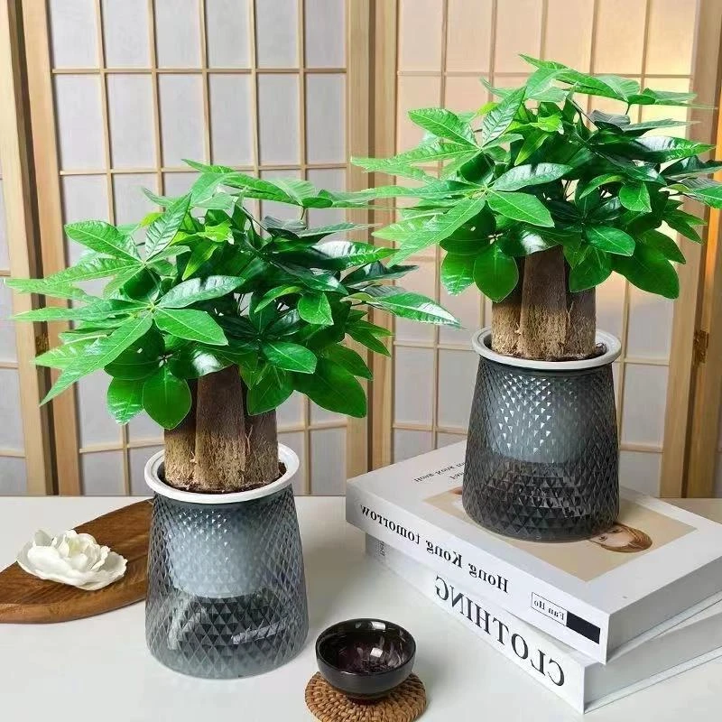 发财树小盆栽花卉绿植物办公室内吸甲醛绿萝文竹水培发财树好养