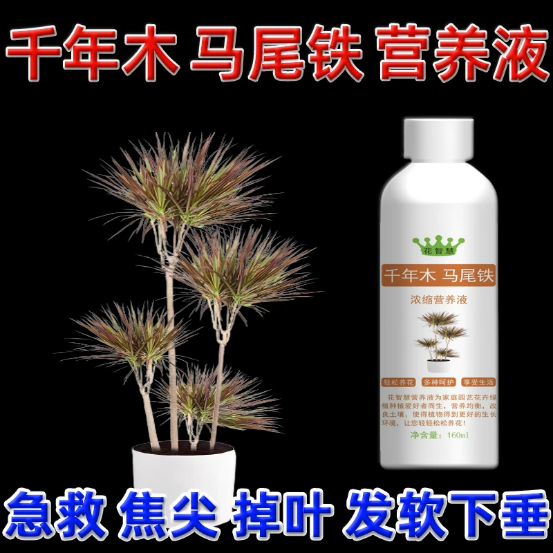千年木叶尖卷发黄干枯专用营养液七彩马尾铁肥料专用肥叶子软下垂