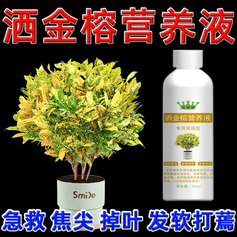 洒金榕掉叶子专用营养液变叶木肥料洒金树专用肥叶子打蔫了怎么办