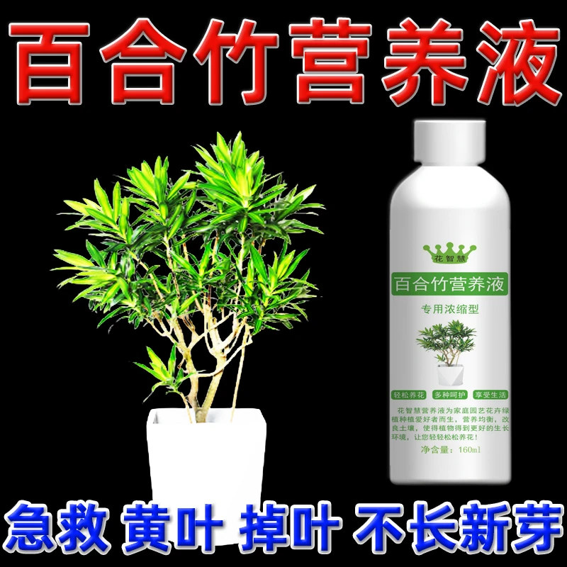 百合竹专用营养液水培肥料专用肥室内叶子发黄黄叶掉叶怎么回事