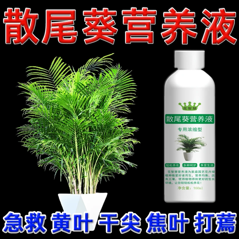 散尾葵黄叶干尖专用营养液凤尾竹肥料专用肥叶子尖发黄干枯怎么办