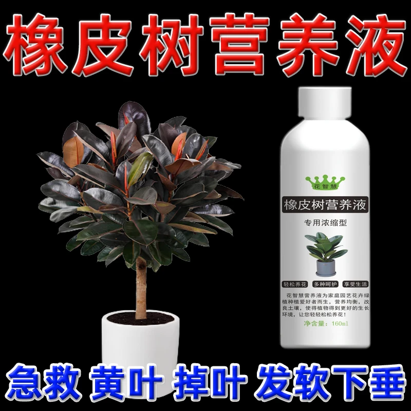 橡皮树叶子发黄干枯专用营养液黑金刚肥料专用肥叶片发软下垂卷叶