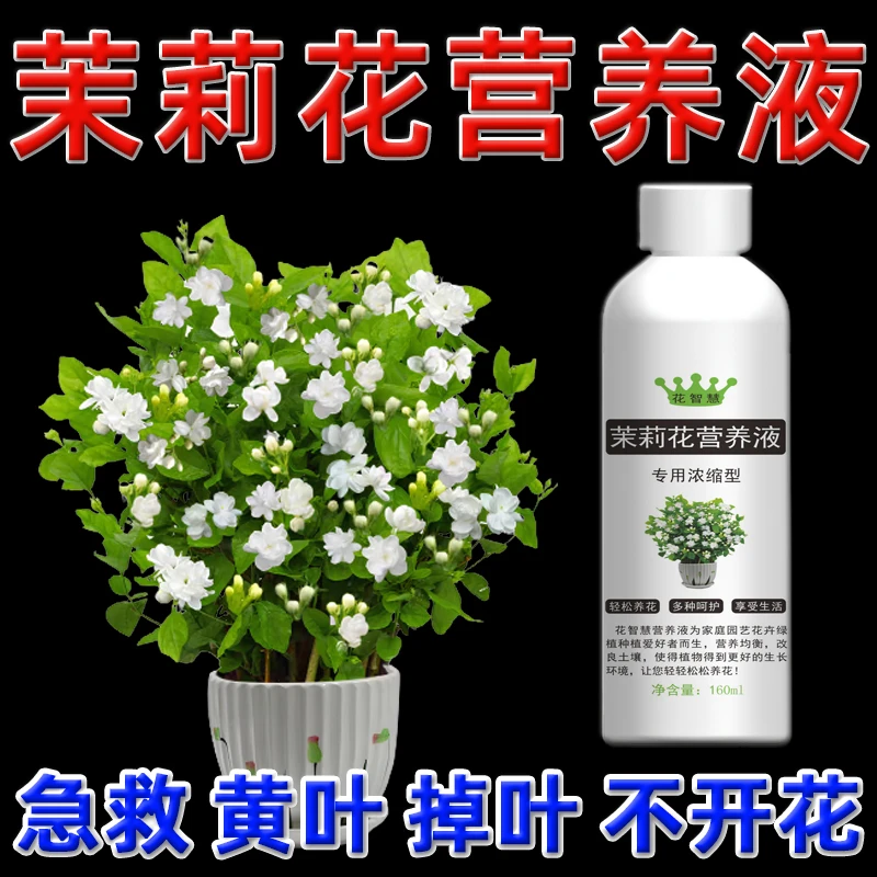 茉莉花叶子发黄掉叶专用营养液垂丝茉莉肥料专用肥黄叶落叶烂根