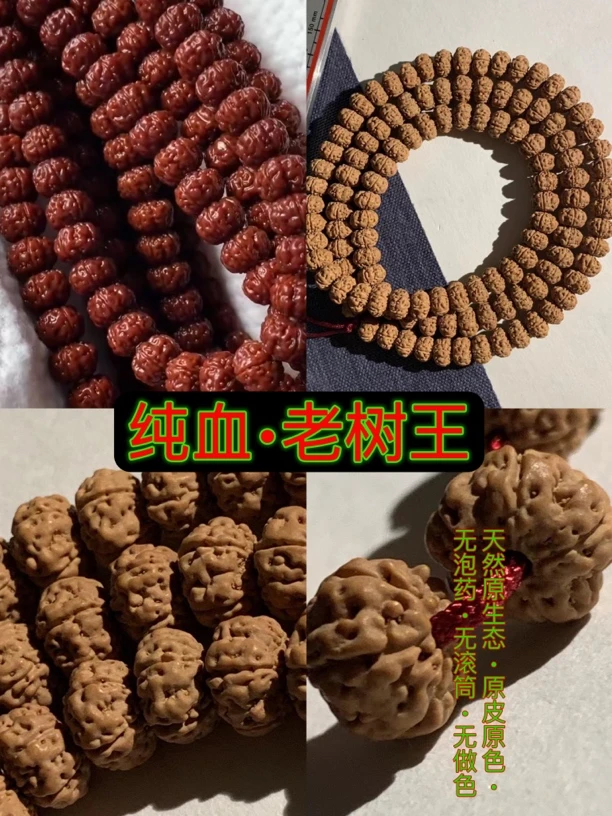 纯血一代老树王飞碟南瓜金刚菩提