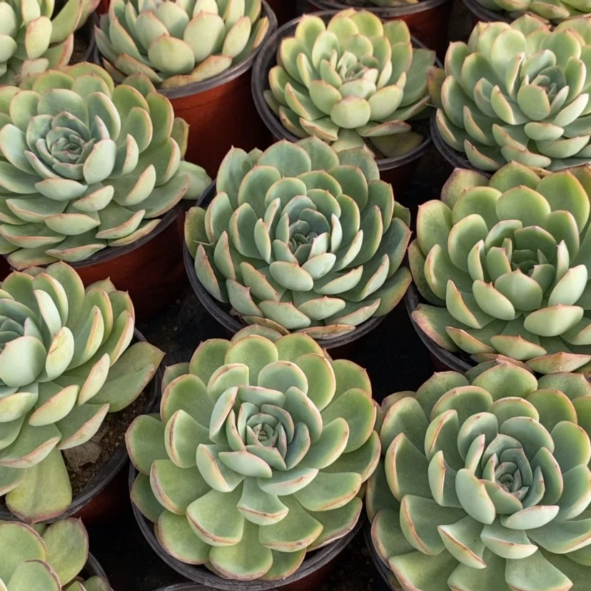 【闪购商品】大陈露