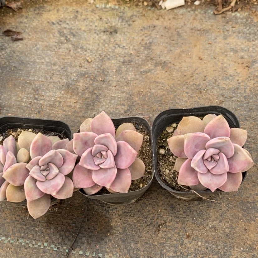 【闪购商品】3颗一颗