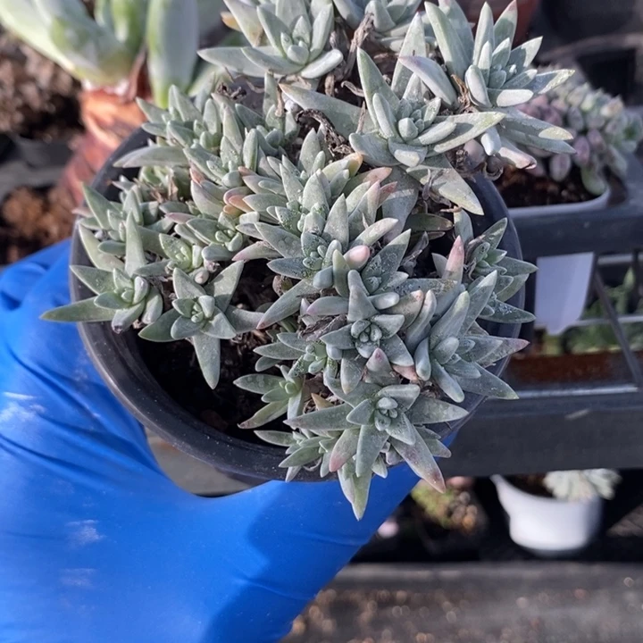 白菊缀多年老桩无砍