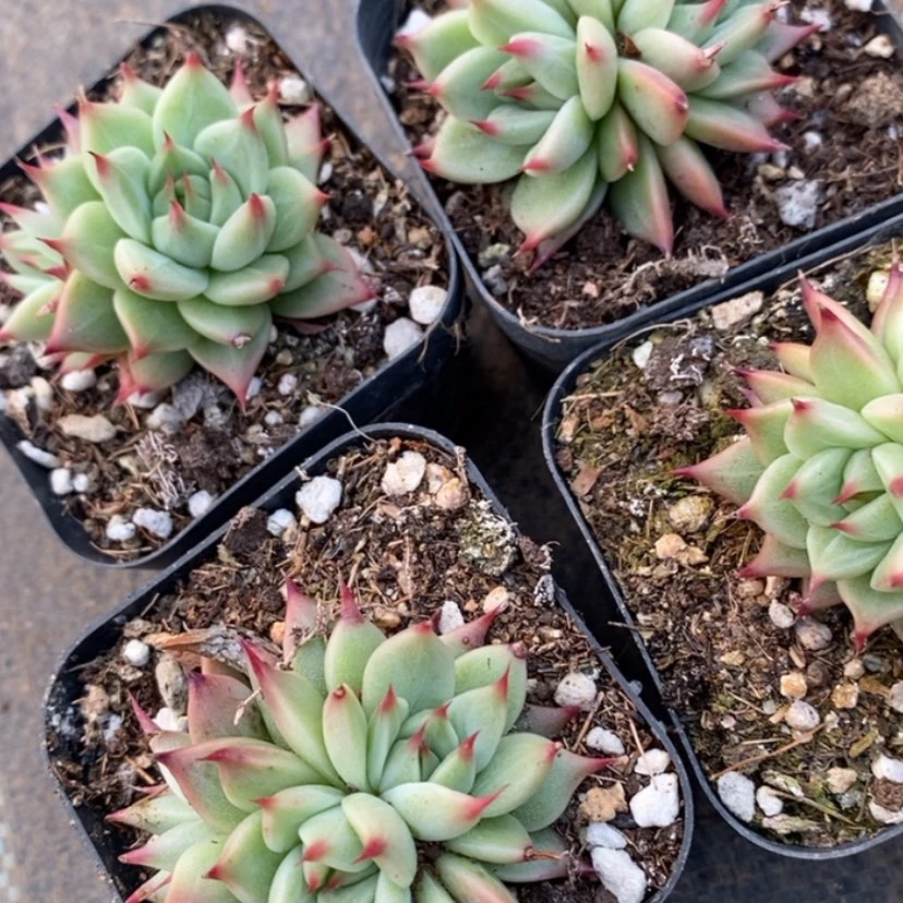 【闪购商品】托斯卡