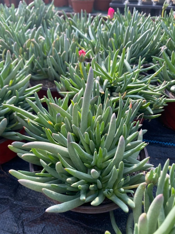 母本奔龙包邮福利，超大盆，花期久