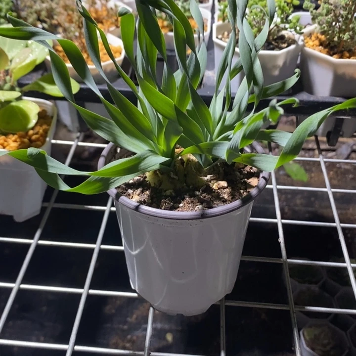 宽叶弹簧草大球，满25包邮