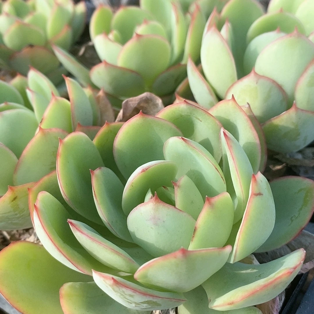 牡丹亭，满25包邮