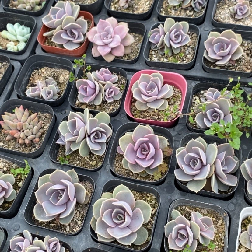【闪购商品】紫珍珠