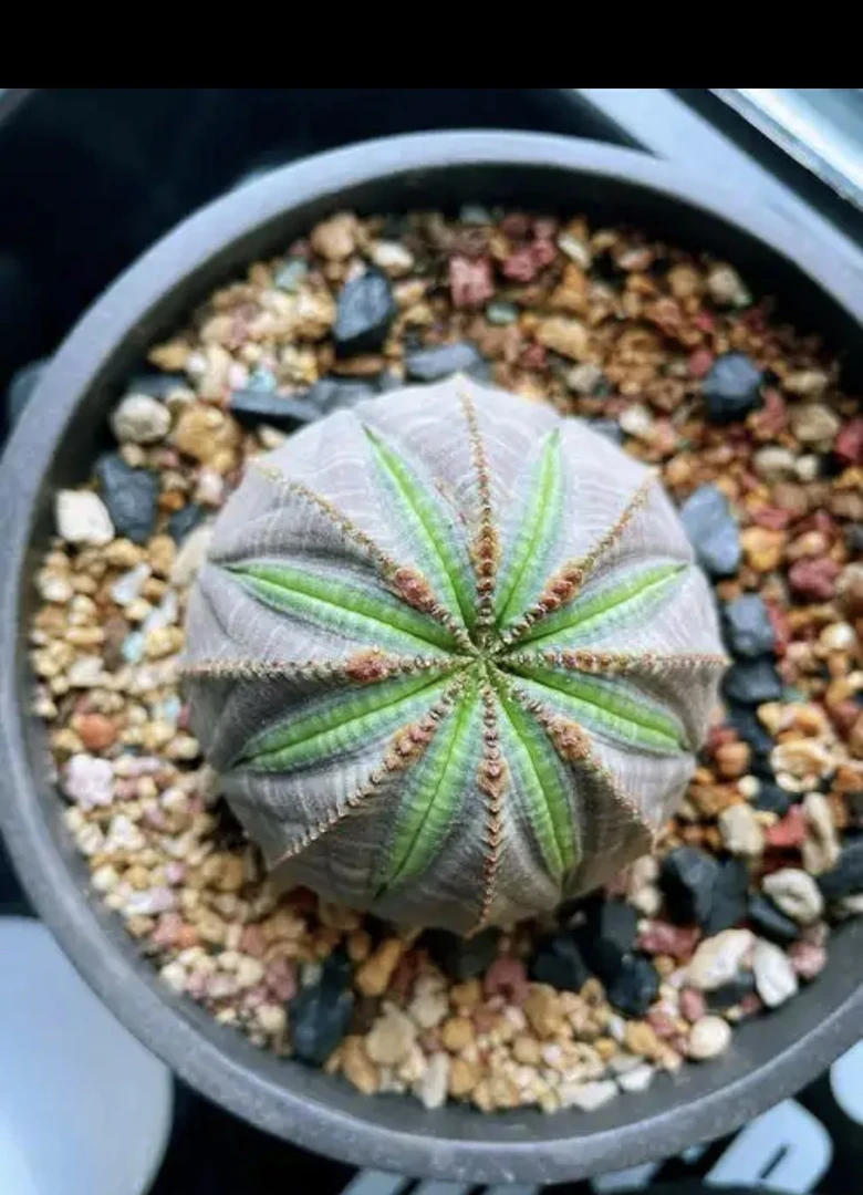 布纹球，满25元包邮，脱土发货