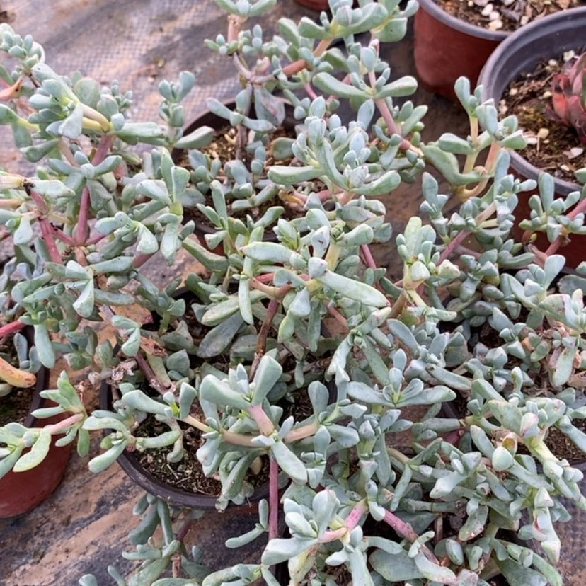 【闪购商品】白凤菊