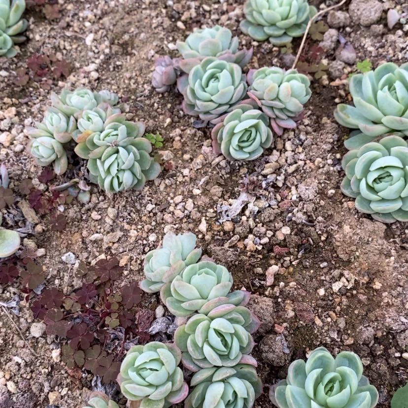 【闪购商品】群生闫子贝瑞