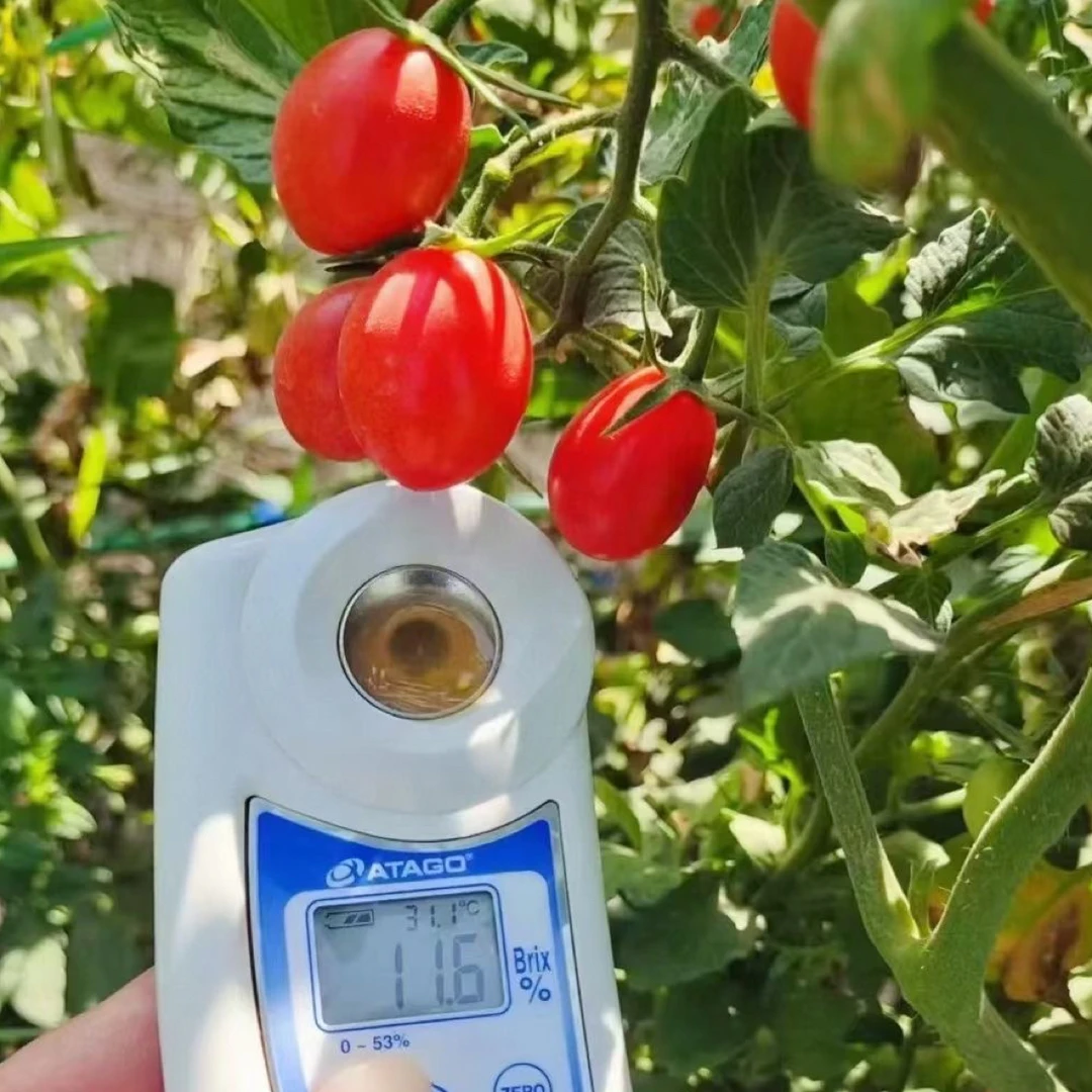 广东电白冰糖千禧柿子净重1.8斤