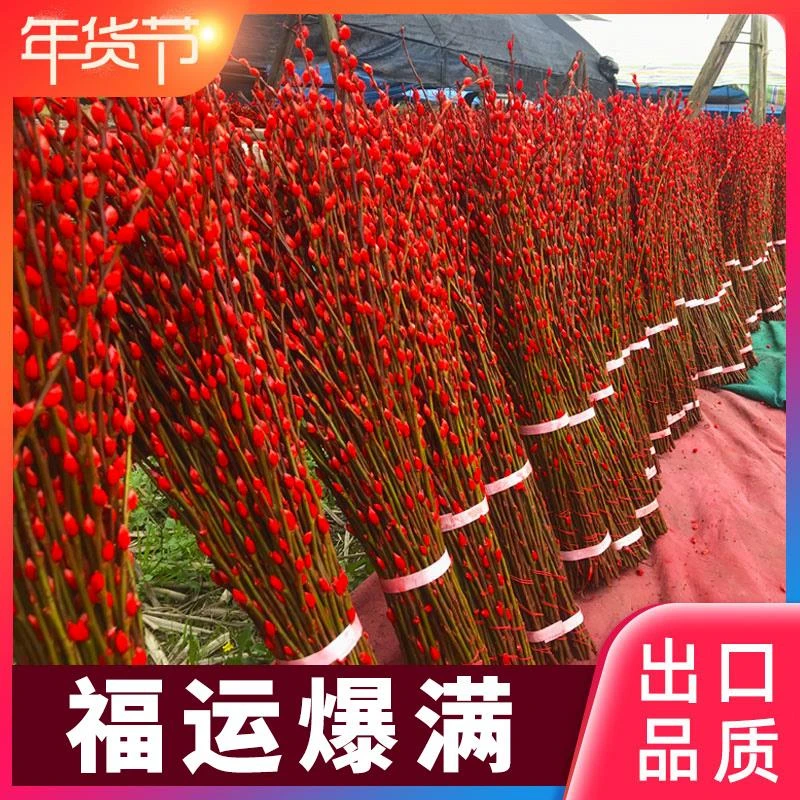 银柳干花鲜枝真花红色福桶年宵花卉室内装饰客厅摆设摆件水培植物