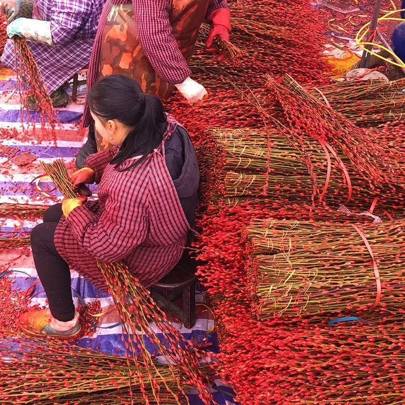 真花鲜枝新年宵花卉盆栽红色干燥花福桶室内花客厅银柳干燥花摆件
