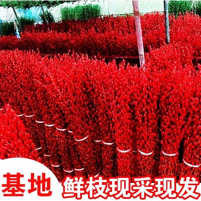 银柳真花鲜枝水培花卉盆栽红色干花福桶银柳套装带盆春节年宵装饰