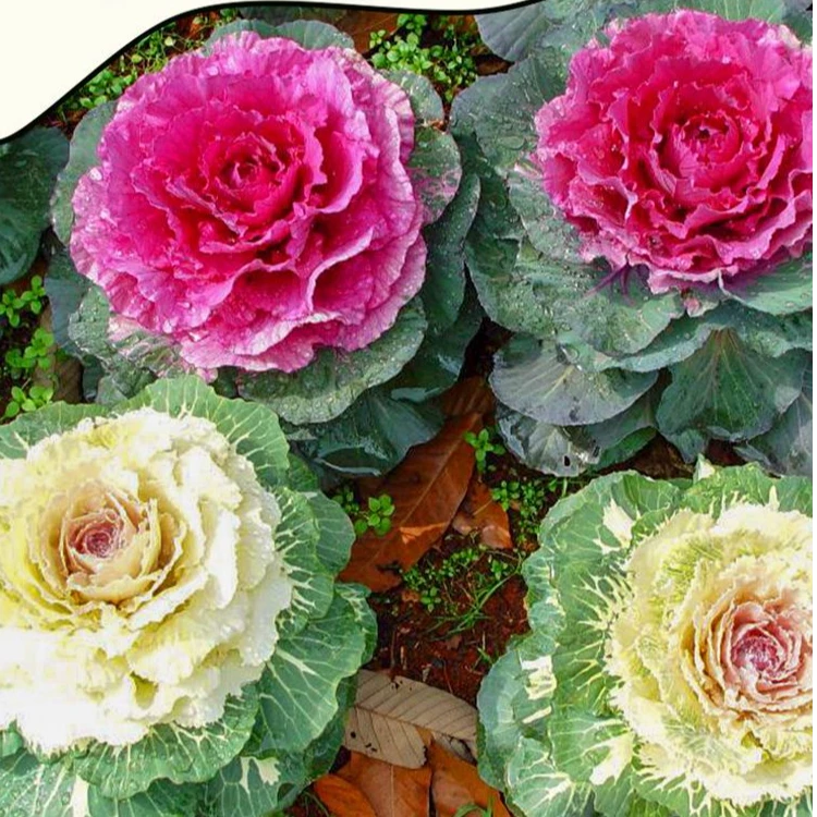 观赏食用粉色绿色紫色羽衣甘蓝种子阳台菜园盆栽蔬菜