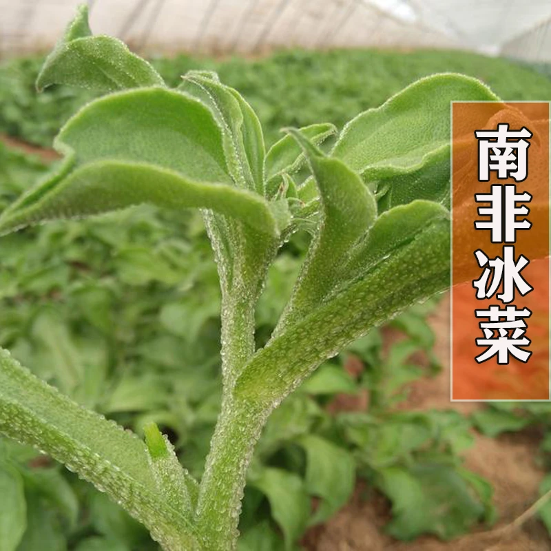 南非冰草种子水晶冰菜种籽特野菜籽保健