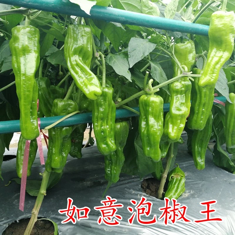 薄皮如意泡椒王辣椒种子秧苗高产虎皮皱皮辣椒种籽