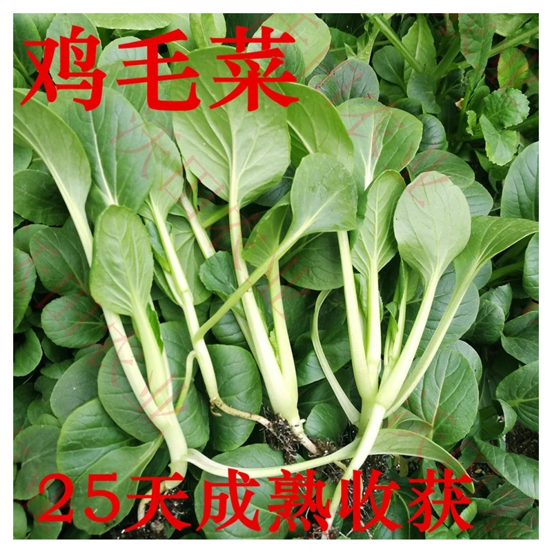 鸡毛菜种子小白菜上海青种籽四季蔬菜青菜阳台盆栽菜园