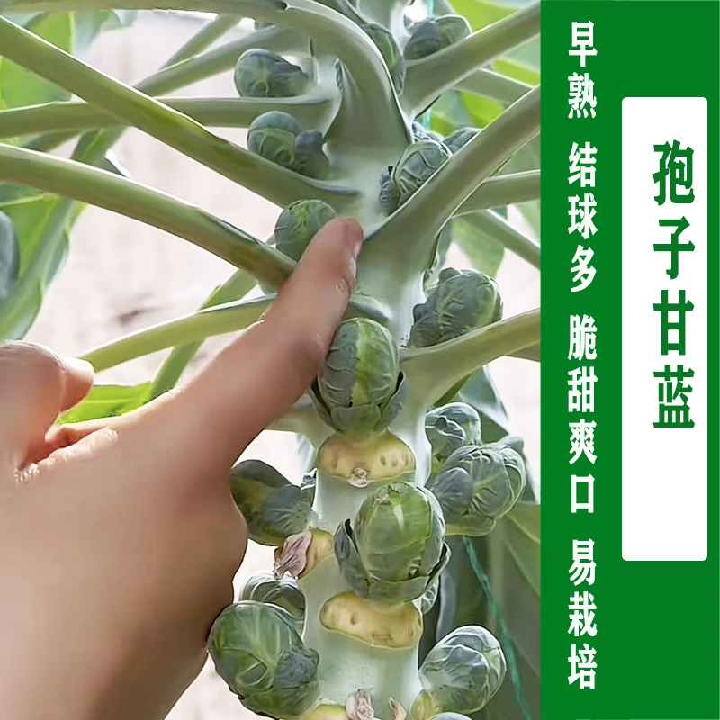 孢子甘蓝种子秧苗多年生迷你小甘蓝种子卷心菜耐热耐寒