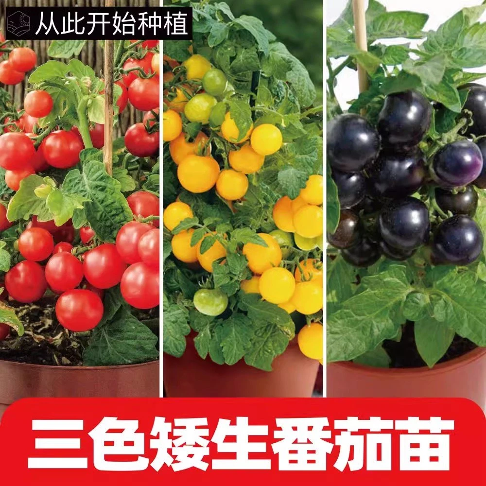 红黄黑矮生红黄樱桃番茄种子秧苗盆栽阳台四季蔬菜