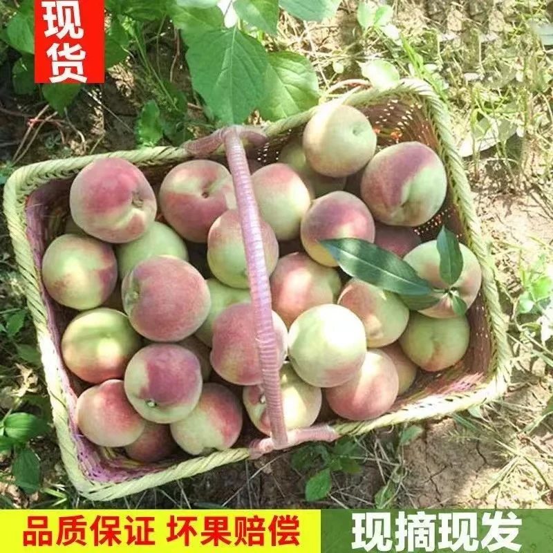 青州蜜桃脆甜桃子新鲜冬雪蜜桃水果青毛桃水蜜桃山东毛桃秋桃冬桃