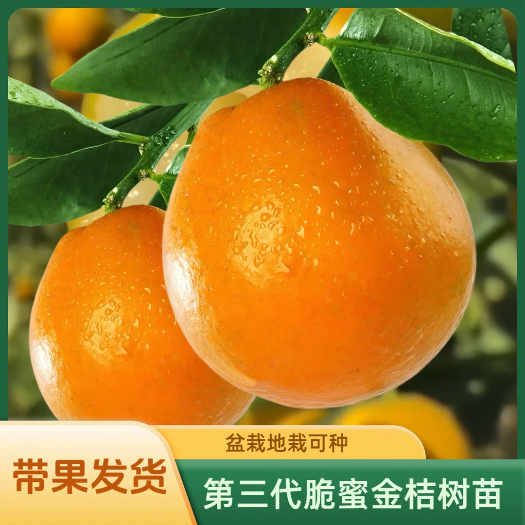 脆蜜金柑树苗果树苗脆皮金桔树苗无籽树盆栽桔子树现货直播直播