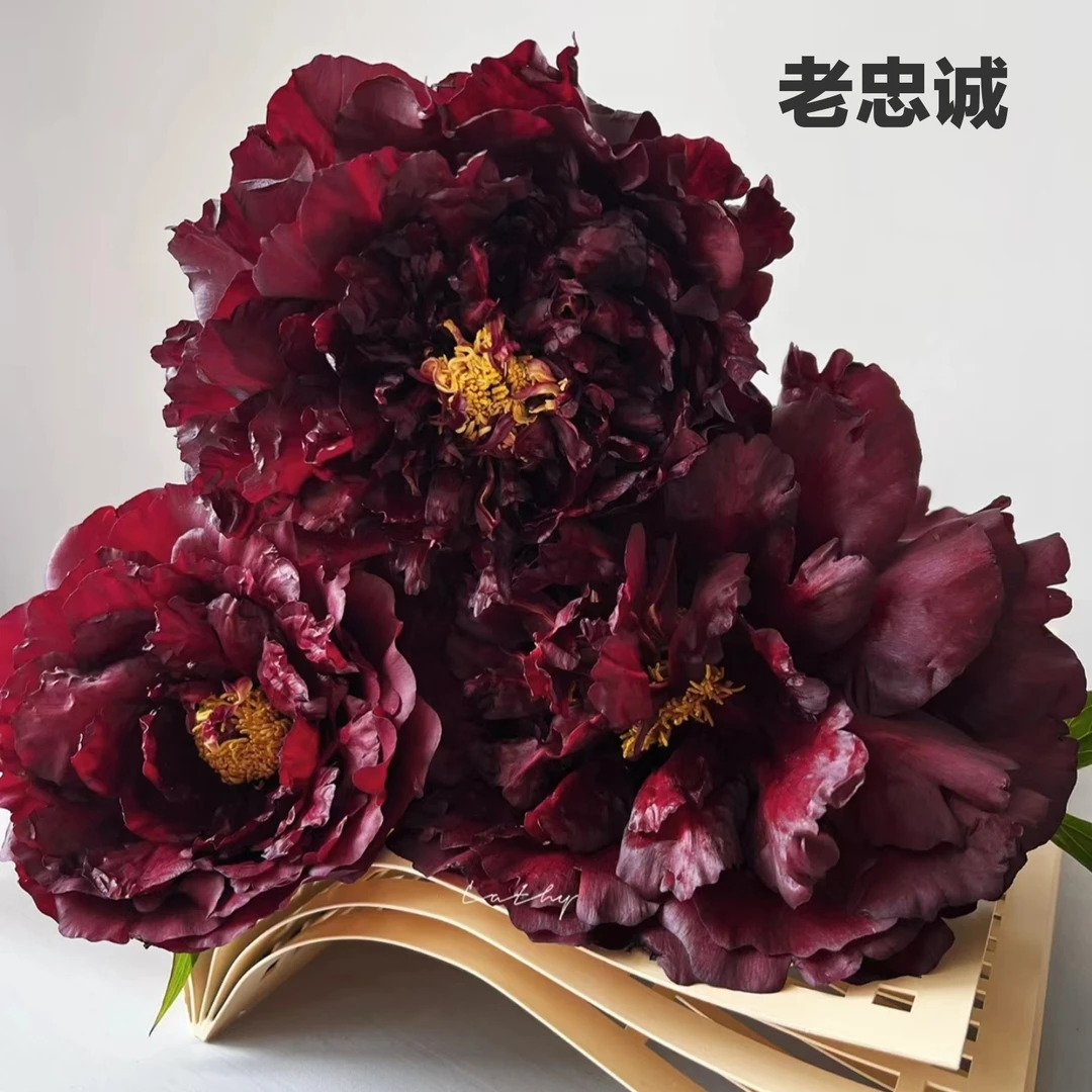 芍药苗【老忠诚】新品首发 菏泽基地培育 开花超大成活率超高易栽培