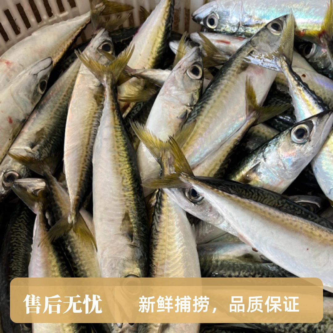 【开海福利】神泉港照灯花仙鱼顺丰包邮