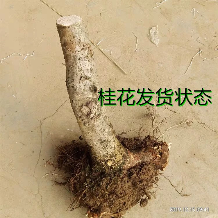 原生桂花树盆栽老桩四季常青金桂八月桂浓香型盆景室内庭院桩种植