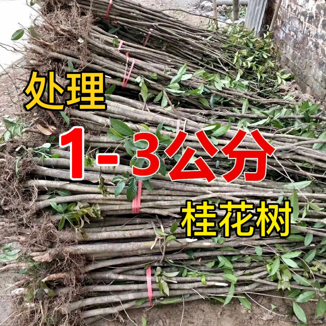 退田处理原生桂花树裸根不带土1-3公分金桂丹桂桂花树苗占地桂花