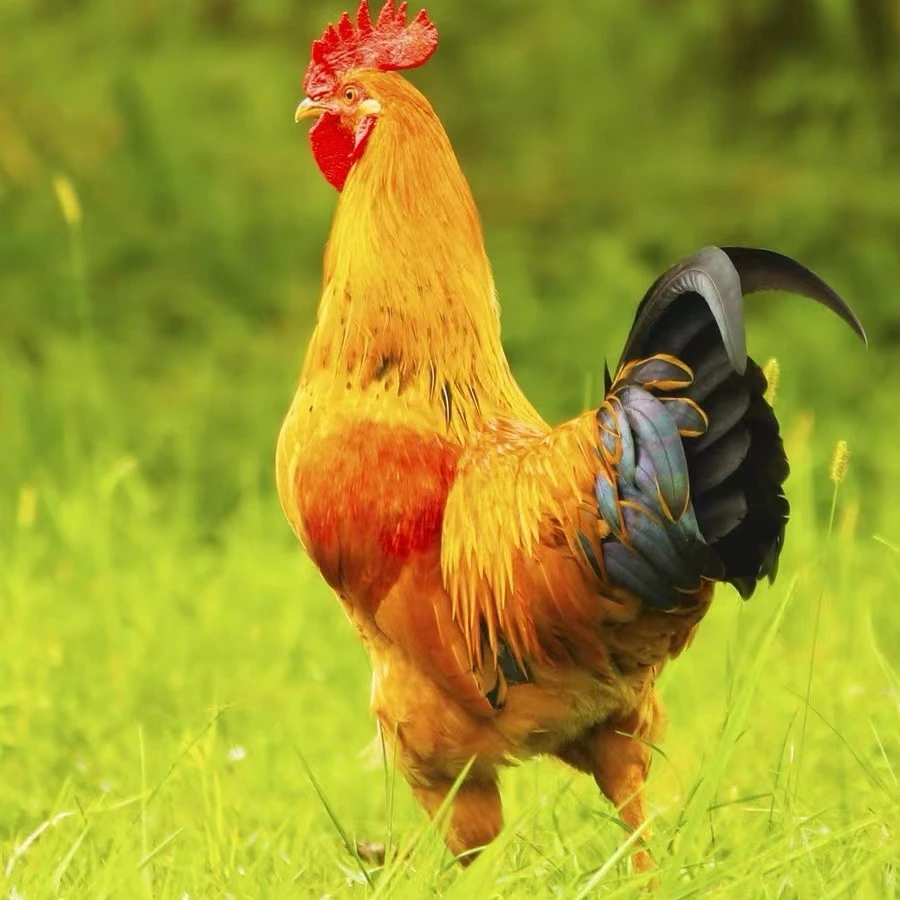 农家散养童子公鸡内脏都在净重2-2.5斤顺丰冷运包邮