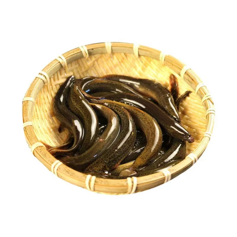 圆鳅稻田纯野生泥鳅江西直发鄱阳湖野生泥鳅3斤装顺丰包邮包活