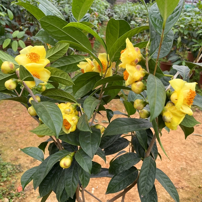 直播间一物一拍链接熬脉防城四季毛瓣金花茶树苗