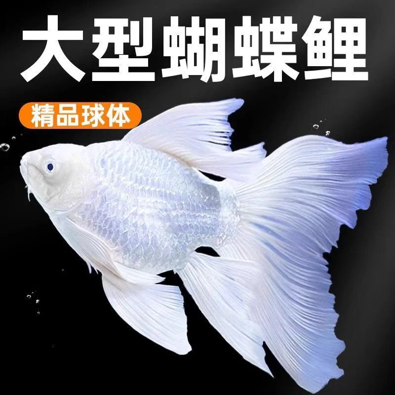 纯种台湾蝴蝶鲤球体短体大鳍大尾贵妃熊猫便宜观赏鱼好养包活包邮