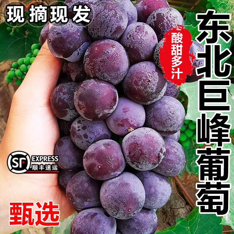【顺丰/京东】正宗东北巨峰葡萄2-5斤新鲜当季孕妇水果东北直发黑提