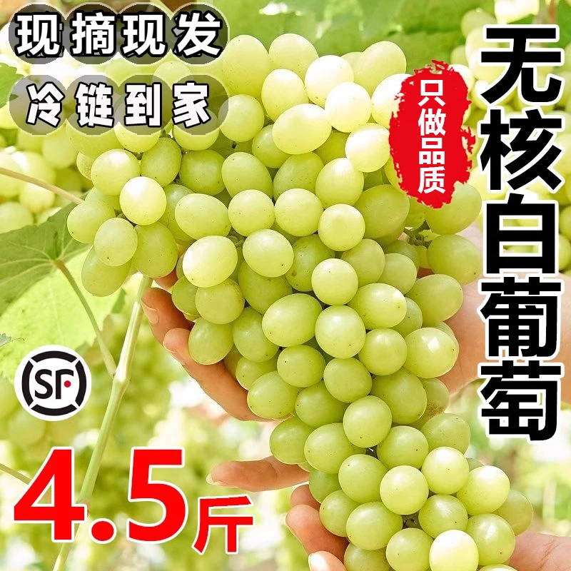 【顺丰冷链】新疆无核白葡萄新鲜当季水果吐鲁番马奶提子整箱无籽提