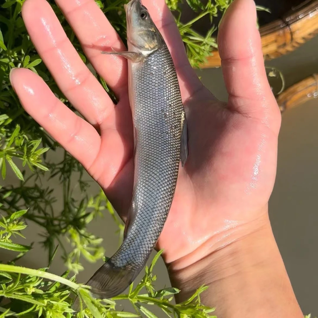 【银鳕鱼】观赏用小鱼适合作为水族宠物