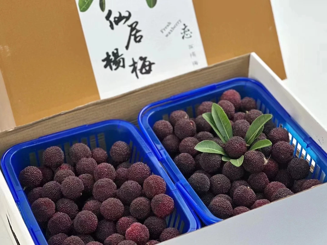 仙居荸荠杨梅现摘现发果农直销无中间商赚差价