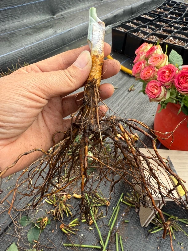 现接裸根无售后，四颗包邮