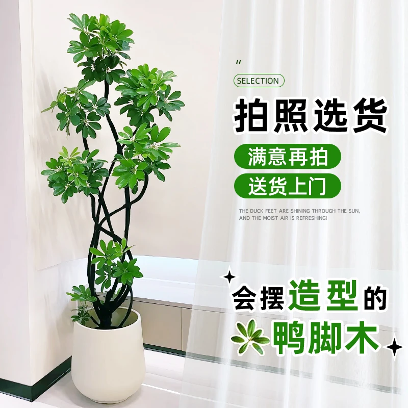 造型鸭脚木大盆栽室内绿植客厅阳台落地大型乔迁新房植物