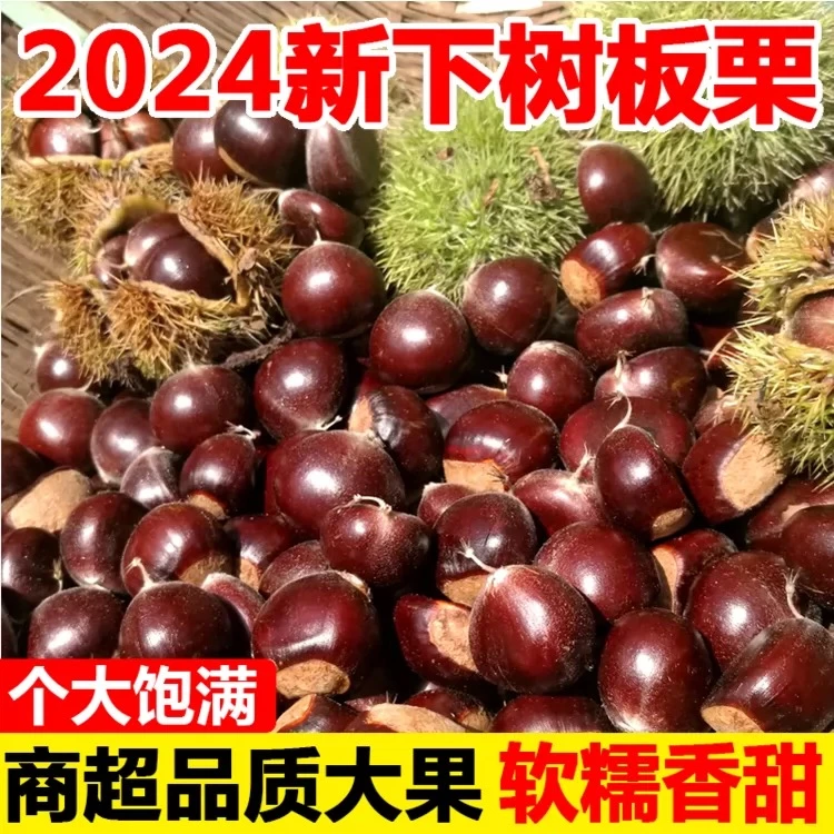{品质精选}云南高山老树新鲜板栗3斤5斤自然成熟可蒸烤煮糯甜