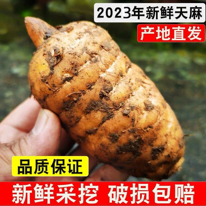 新鲜天麻/正宗云南昭通小草坝天麻原生态品质1-5斤原产地发货