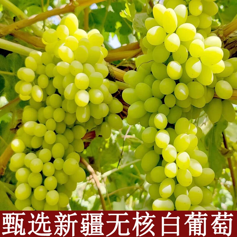 【谢大叔】新疆特产吐鲁番无核白葡萄净重4斤“轻微掉粒介意慎拍”
